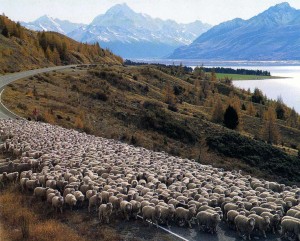 Stádo ovcí merino