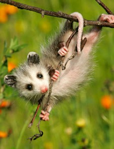 Possum 1