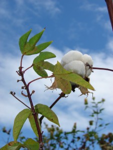 Gossypium barbadense