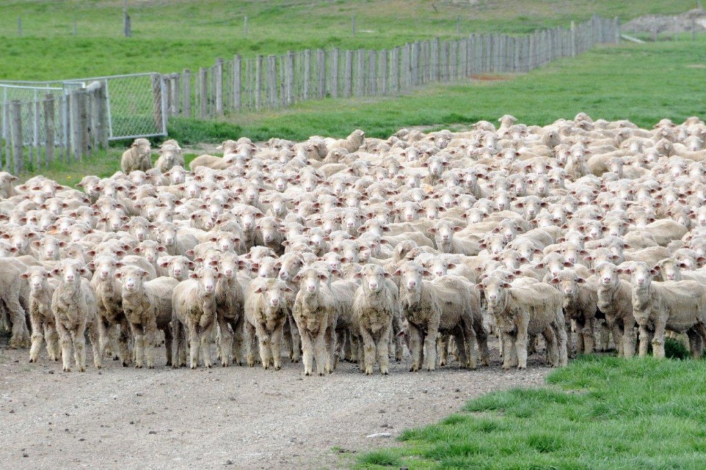 Novozélandské stádo merino ovcí
